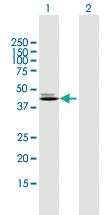 Anti-CKMT2 Mouse Polyclonal Antibody