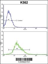 Anti-FLCN Rabbit Polyclonal Antibody