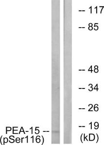 Western blot analysis of lysates from COS7 cells treated with INSULIN 0.01 U/ML 15' using Anti-PEA-15 (phospho Ser116) Antibody. The right hand lane represents a negative control, where the antibody is blocked by the immunising peptide