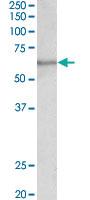 Anti-SLC47A2 Goat Polyclonal Antibody