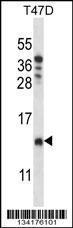 Anti-CHCH8 Rabbit Polyclonal Antibody (AP (Alkaline Phosphatase))