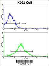 Anti-MMP19 Rabbit Polyclonal Antibody (FITC (Fluorescein))