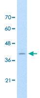 Anti-FKBP6 Rabbit Polyclonal Antibody