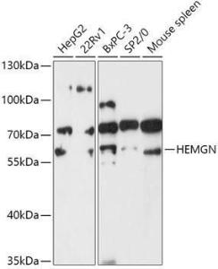 Western blot analysis of extracts of various cell lines, using Anti-Hemogen Antibody (A307142) at 1:1,000 dilution The secondary antibody was Goat Anti-Rabbit IgG H&L Antibody (HRP) at 1:10,000 dilution Lysates/proteins were present at 25 µg per lane