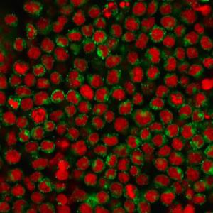 Antibody anti-CD27 LPFS21611 BSA 100 µg