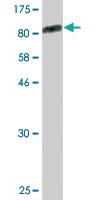 Anti-ZKSCAN1 Mouse Monoclonal Antibody [clone: 2C7]