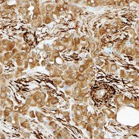 Anti-TAGLN Sheep Polyclonal Antibody