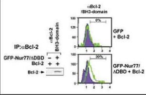 Anti-BCL2 Rabbit Polyclonal Antibody (Biotin)