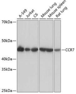 Antibody A307143-100 100 µl