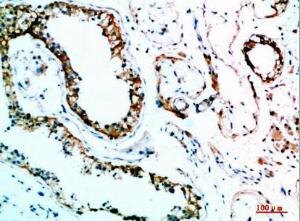 Immunohistochemical analysis of paraffin-embedded human testis using Anti-IL31 Antibody