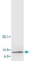 Anti-MIF Rabbit Polyclonal Antibody