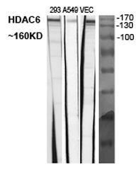 Western blot analysis of various cells using Anti-HDAC6 Antibody