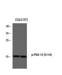 Western blot analysis of COLO 3T3 using Anti-PEA-15 (phospho Ser116) Antibody