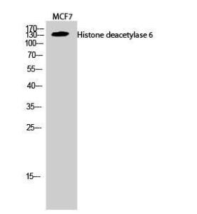 Western blot analysis of MCF7 cells using Anti-HDAC6 Antibody