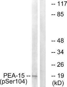 Western blot analysis of lysates from COS7 cells treated with TNF 20ng/ml 5' using Anti-PEA-15 (phospho Ser104) Antibody. The right hand lane represents a negative control, where the antibody is blocked by the immunising peptide.