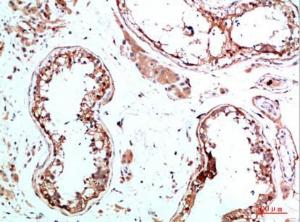 Immunohistochemical analysis of paraffin-embedded human testis using Anti-IL31 Antibody