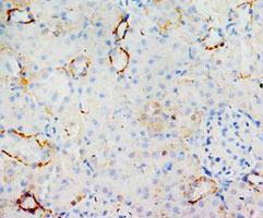 Anti-MIF Rabbit Polyclonal Antibody