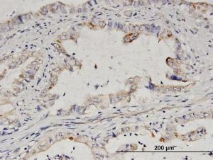 Anti-EPS8L2 Mouse Polyclonal Antibody