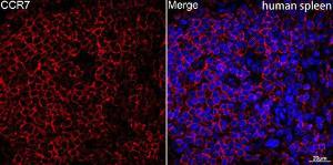 Antibody A307143-100 100 µl