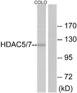 Anti-HDAC5 Rabbit Polyclonal Antibody