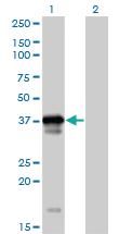 Anti-OCIAD1 Mouse Polyclonal Antibody