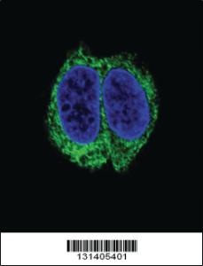 Anti-TGFBR2 Rabbit Polyclonal Antibody