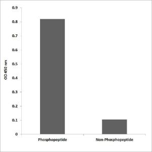 ELISA for immunogen phosphopeptide (left) and non-phosphopeptide (right) using Anti-PEA-15 (phospho Ser104) Antibody