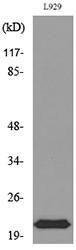 Western blot analysis of lysate from L929 cells using Anti-IL29 Antibody