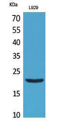 Western blot analysis of L929 cells using Anti-IL29 Antibody