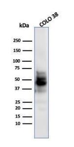 Western blot analysis of COLO-38 cell lysate using Anti-SOX10 Antibody [SPM607]