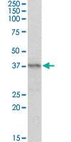 Anti-PAX4 Goat Polyclonal Antibody