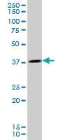 Anti-OCIAD1 Mouse Polyclonal Antibody