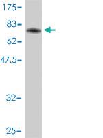 Anti-EIF5 Mouse Monoclonal Antibody [clone: 2E6-4C12]