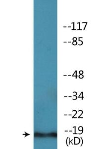 Western blot analysis of lysates from COS7 cells treated with TNF 20ng/ml 5' using Anti-PEA-15 (phospho Ser104) Antibody