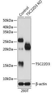 Western blot analysis of extracts from normal (control) and TSC22D3 knockout (KO) 293T cells, using Anti-GilZ / TilZ Antibody (A307146) at 1:1000 dilution