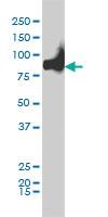 Anti-KIF2C Mouse Monoclonal Antibody [clone: 1G2]