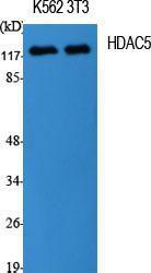 Anti-HDAC5 Rabbit Polyclonal Antibody