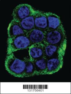 Anti-TMEM66 Rabbit Polyclonal Antibody