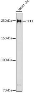 Western blot analysis of extracts of Neuro-2a cells, using Anti-TET3 Antibody (A308187) at 1:500 dilution. The secondary antibody was Goat Anti-Rabbit IgG H&L Antibody (HRP) at 1:10,000 dilution.