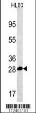 Anti-PSMA5 Rabbit Polyclonal Antibody (Biotin)