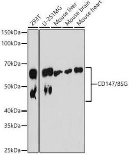 Antibody A305688-100 100 µl