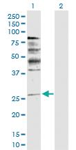 Anti-NRG1 Rabbit Polyclonal Antibody