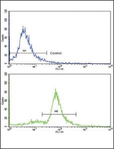 Anti-MCCC2 Rabbit Polyclonal Antibody (FITC (Fluorescein))