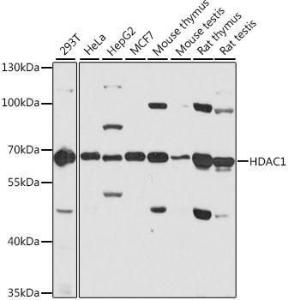 Anti-HDAC1 antibody