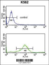 Anti-RAB7A Rabbit Polyclonal Antibody