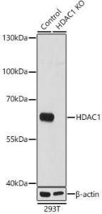 Anti-HDAC1 antibody