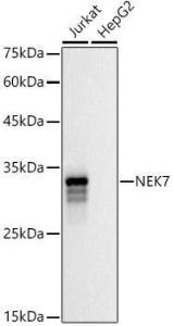 Antibody A308189-100 100 µl