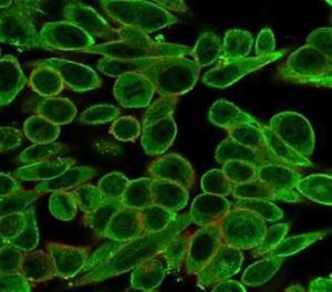 Immunofluorescent analysis of PFA-fixed HeLa cells stained with Anti-MED21 Antibody [PCRP-MED21-4B5] followed by Goat Anti-Mouse IgG (CF&#174; 488) Membrane stained with Phalloidin