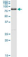 Anti-NRG1 Rabbit Polyclonal Antibody