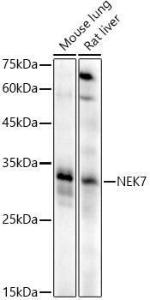 Antibody A308189-100 100 µl